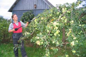 JAAK TOMSONI LILLESTUUDIO OÜ Haljastustööd