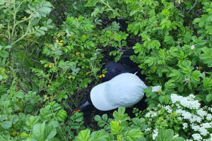 HANAMI OÜ Haljastustööd