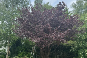 EDENA FORWARDING OÜ Haljastustööd