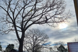 RAE ARBORIST OÜ Haljastustööd