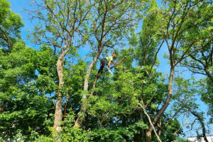 RAE ARBORIST OÜ Haljastustööd