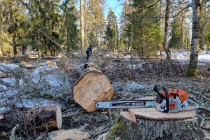 RAE ARBORIST OÜ Haljastustööd