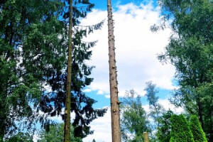 RAE ARBORIST OÜ Haljastustööd