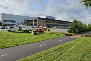 RAE ARBORIST OÜ Haljastustööd