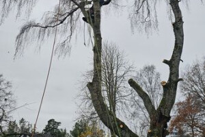RAE ARBORIST OÜ Haljastustööd