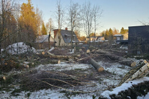 RAE ARBORIST OÜ Haljastustööd