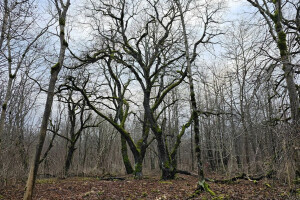 RAE ARBORIST OÜ Haljastustööd