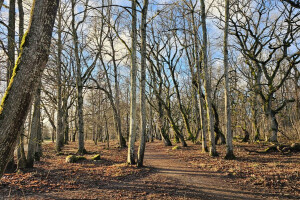 RAE ARBORIST OÜ Haljastustööd