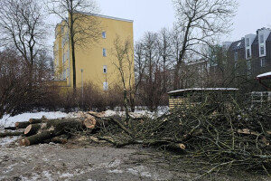 RAE ARBORIST OÜ Haljastustööd