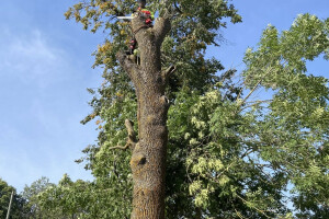 Annsan OÜ Haljastustööd