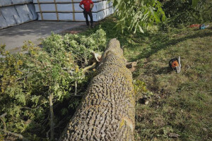 Annsan OÜ Haljastustööd