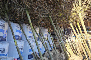 Annsan OÜ Haljastustööd