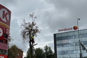 Annsan OÜ Haljastustööd