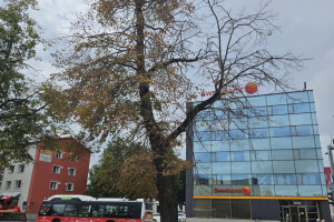 Annsan OÜ Haljastustööd