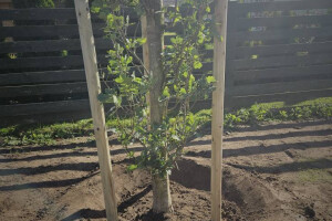 Annsan OÜ Haljastustööd