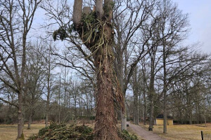 Annsan OÜ Haljastustööd