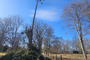 Annsan OÜ Haljastustööd