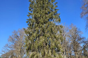 Annsan OÜ Haljastustööd