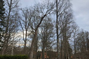 Annsan OÜ Haljastustööd