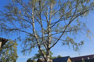 Annsan OÜ Haljastustööd