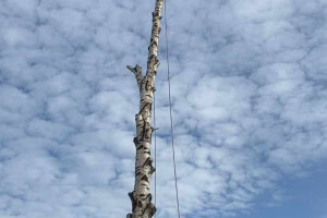 Annsan OÜ Haljastustööd