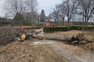 Annsan OÜ Haljastustööd