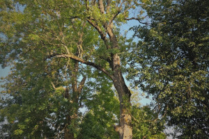 Annsan OÜ Haljastustööd