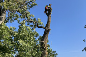 Annsan OÜ Haljastustööd