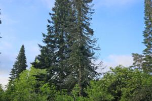 Annsan OÜ Haljastustööd