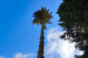 Annsan OÜ Haljastustööd