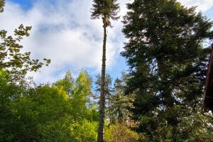 Annsan OÜ Haljastustööd