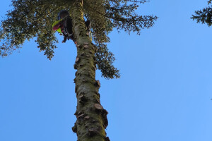 Annsan OÜ Haljastustööd