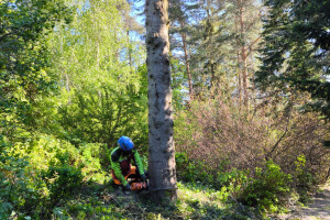 Annsan OÜ Haljastustööd
