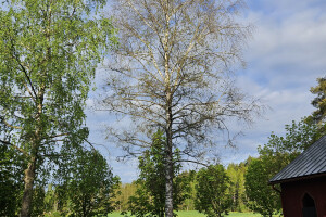 Annsan OÜ Haljastustööd