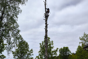 Annsan OÜ Haljastustööd