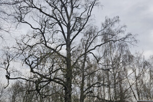 Annsan OÜ Haljastustööd