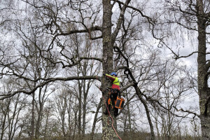 Annsan OÜ Haljastustööd