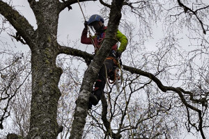 Annsan OÜ Haljastustööd