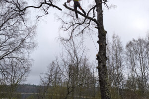 Annsan OÜ Haljastustööd