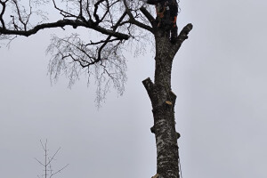 Annsan OÜ Haljastustööd