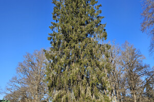 Annsan OÜ Haljastustööd