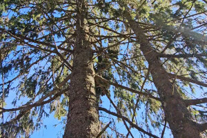 Annsan OÜ Haljastustööd