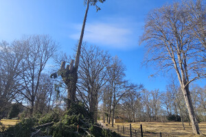 Annsan OÜ Haljastustööd