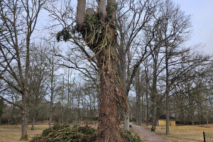 Annsan OÜ Haljastustööd