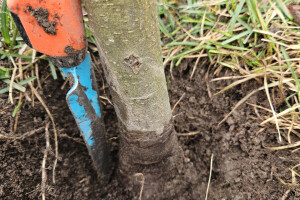 Annsan OÜ Haljastustööd