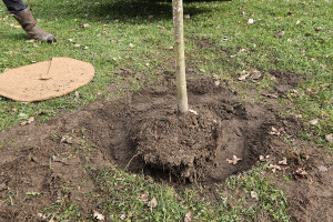 Annsan OÜ Haljastustööd