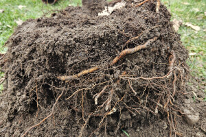 Annsan OÜ Haljastustööd