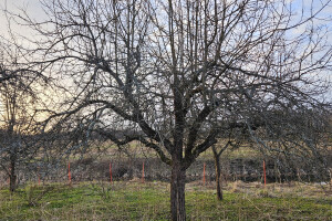 Annsan OÜ Haljastustööd