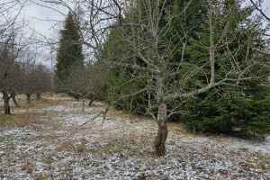 Annsan OÜ Haljastustööd
