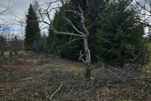 Annsan OÜ Haljastustööd